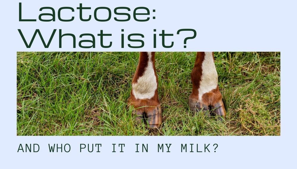 Cows Lack Toes- er, lactose?